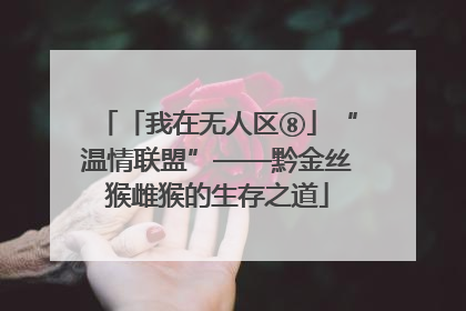 「我在无人区⑧」“温情联盟”——黔金丝猴雌猴的生存之道