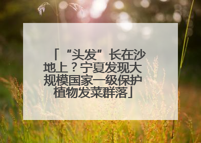 “头发”长在沙地上？宁夏发现大规模国家一级保护植物发菜群落