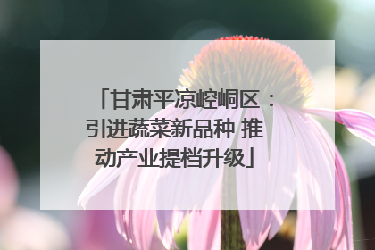 甘肃平凉崆峒区：引进蔬菜新品种 推动产业提档升级