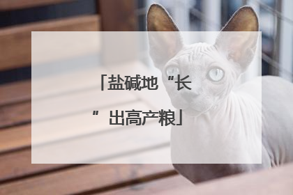 盐碱地“长”出高产粮
