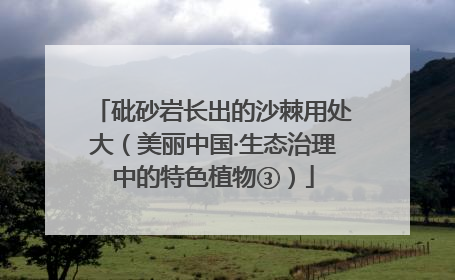 砒砂岩长出的沙棘用处大（美丽中国·生态治理中的特色植物③）