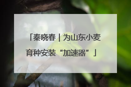 秦晓春｜为山东小麦育种安装“加速器”