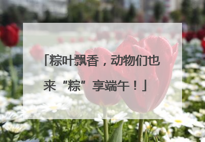 粽叶飘香，动物们也来“粽”享端午！