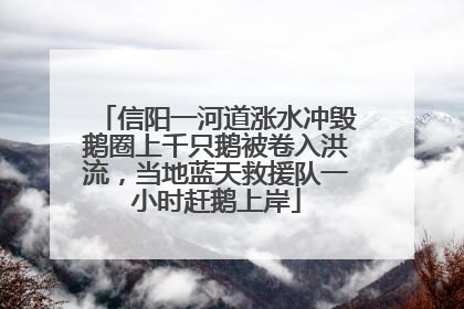 信阳一河道涨水冲毁鹅圈上千只鹅被卷入洪流，当地蓝天救援队一小时赶鹅上岸