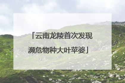 云南龙陵首次发现濒危物种大叶苹婆