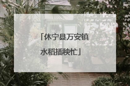 休宁县万安镇水稻插秧忙