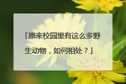 原来校园里有这么多野生动物，如何相处？