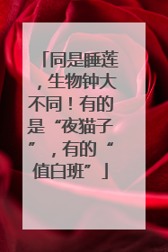 同是睡莲，生物钟大不同！有的是“夜猫子”，有的“值白班”