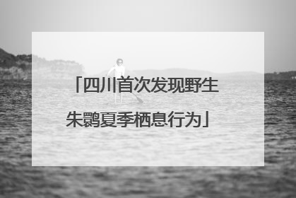 四川首次发现野生朱鹮夏季栖息行为