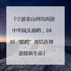 宁波韭山列岛再迎中华凤头燕鸥，24对“酷鸥”喜结连理迎接新生命