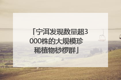 宁洱发现数量超3000株的大规模珍稀植物桫椤群