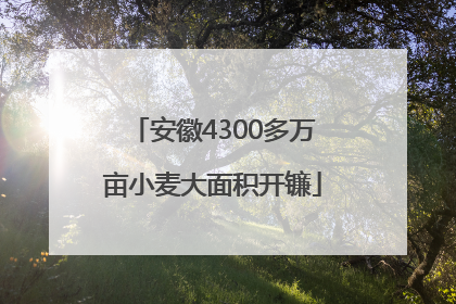 安徽4300多万亩小麦大面积开镰