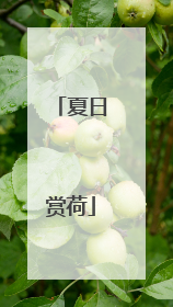 夏日赏荷