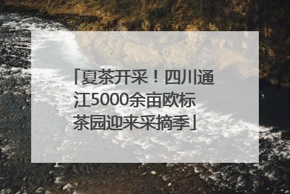 夏茶开采！四川通江5000余亩欧标茶园迎来采摘季