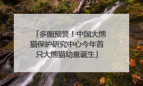 多图预警！中国大熊猫保护研究中心今年首只大熊猫幼崽诞生