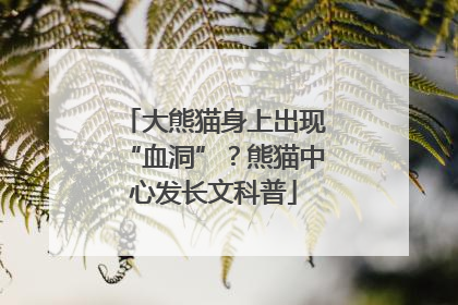 大熊猫身上出现“血洞”？熊猫中心发长文科普