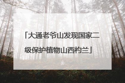 大通老爷山发现国家二级保护植物山西杓兰