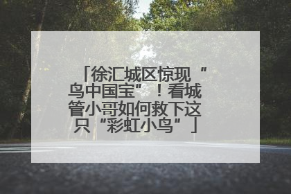徐汇城区惊现“鸟中国宝”！看城管小哥如何救下这只“彩虹小鸟”