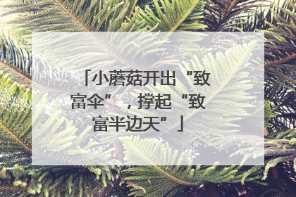 小蘑菇开出“致富伞”，撑起“致富半边天”