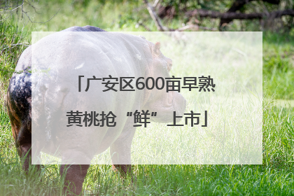 广安区600亩早熟黄桃抢“鲜”上市