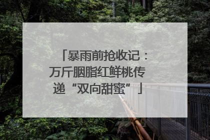 暴雨前抢收记：万斤胭脂红鲜桃传递“双向甜蜜”