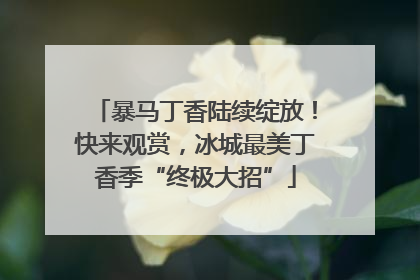 暴马丁香陆续绽放！快来观赏，冰城最美丁香季“终极大招”