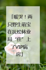 暖哭！两只野生萌宝在抚松林业局“住”上了VIP病房