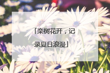 栾树花开，记录夏日浪漫