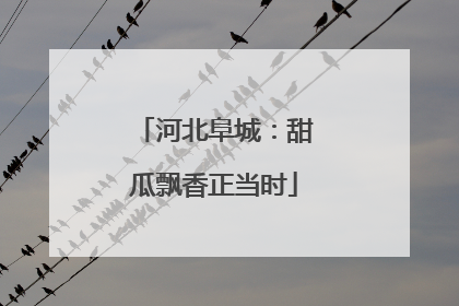 河北阜城：甜瓜飘香正当时
