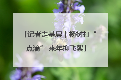 记者走基层｜杨树打“点滴” 来年抑飞絮
