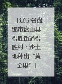 辽宁省盘锦市盘山县得胜街道得胜村：沙土地种出“黄金果”