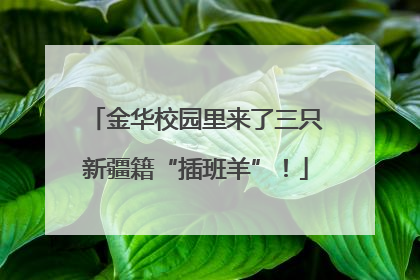 金华校园里来了三只新疆籍“插班羊”！