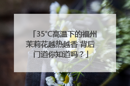 35℃高温下的福州茉莉花越热越香 背后门道你知道吗？